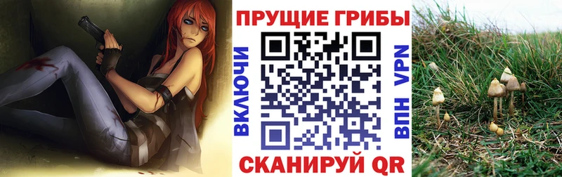 где продают   Ужур  Галлюциногенные грибы Cubensis 
